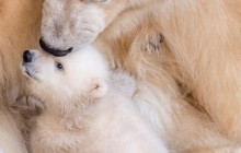 В зоопарке Копенгагена показали новорожденного белого медвежонка (фоторепортаж)