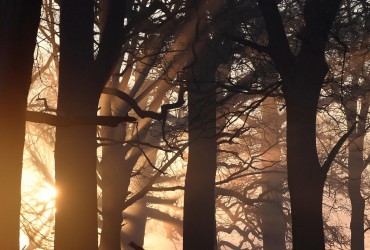 В мире под угрозой исчезновения находятся 30% видов деревьев