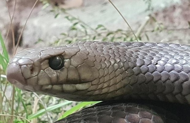 До Дня всіх закоханих: в Австралії розігрують можливість назвати змію ім'ям колишньої другої половинки