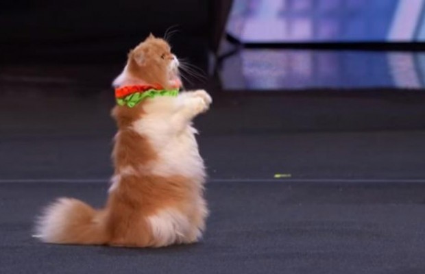 Українки показали фантастичний номер з кішками на американському шоу талантів (відео)