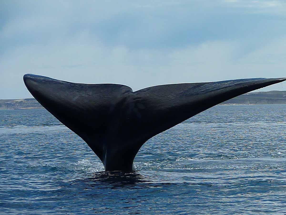 В дикой природе южных китов осталось около 450 особей / фото flickr.com/edith_s