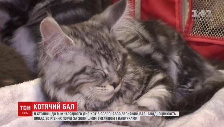 В КІиєві проходить бал котів / скріншот - ТСН В КІиєві проходить бал котів / скріншот - ТСН