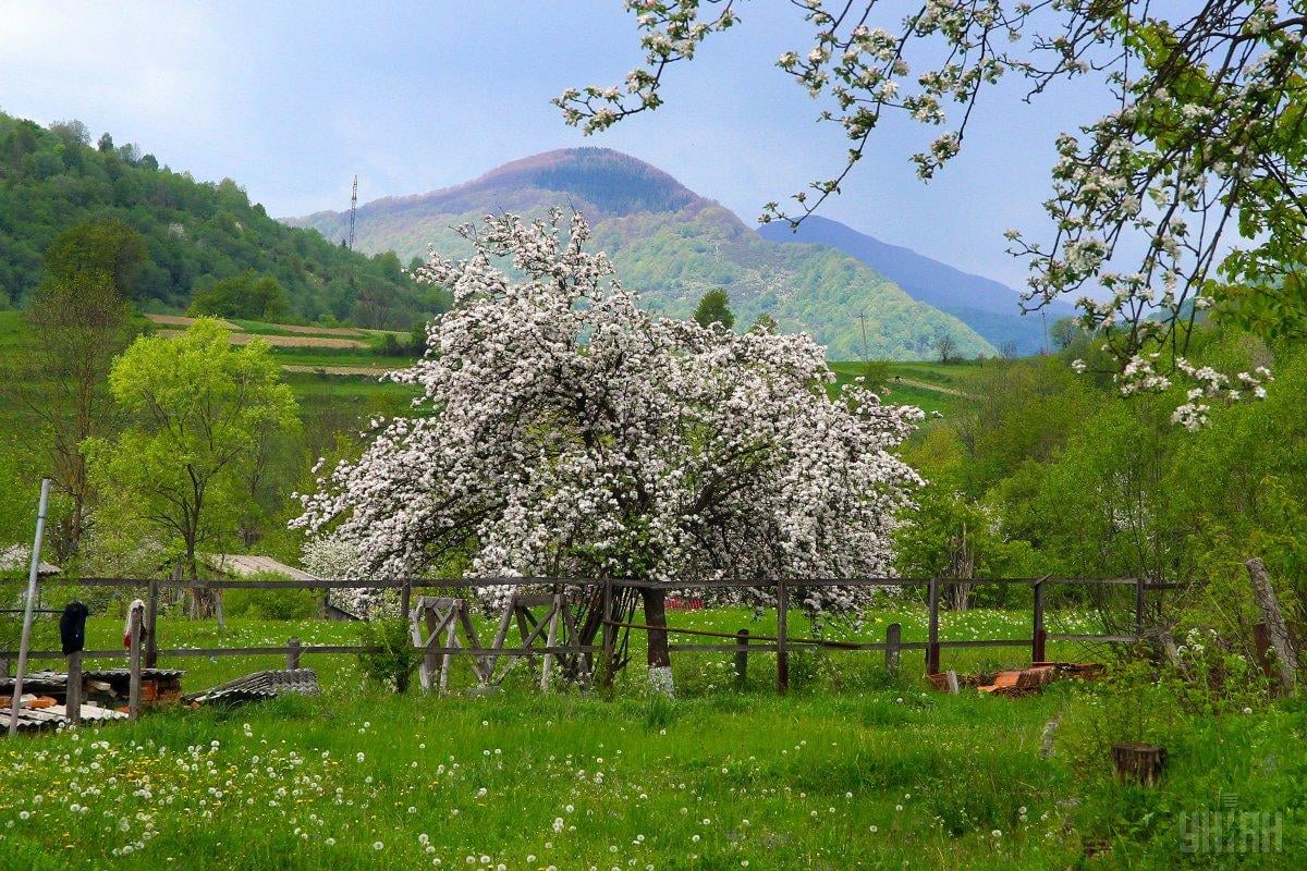 Чи можна обрізати яблуні взимку