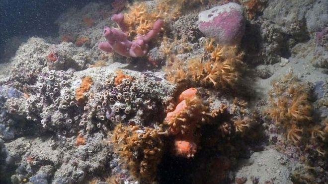 Ученые обнаружили коралловый риф протяженностью около 2,5 км \ CORRIERO ET AL, SCIENTIFIC REPORTS