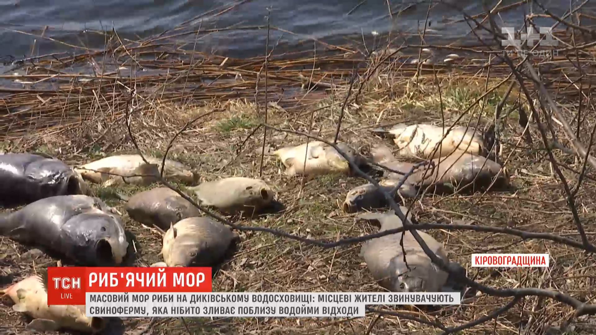 На место отправились представители нескольких контролирующих служб / скриншот На место отправились представители нескольких контролирующих служб / скриншот