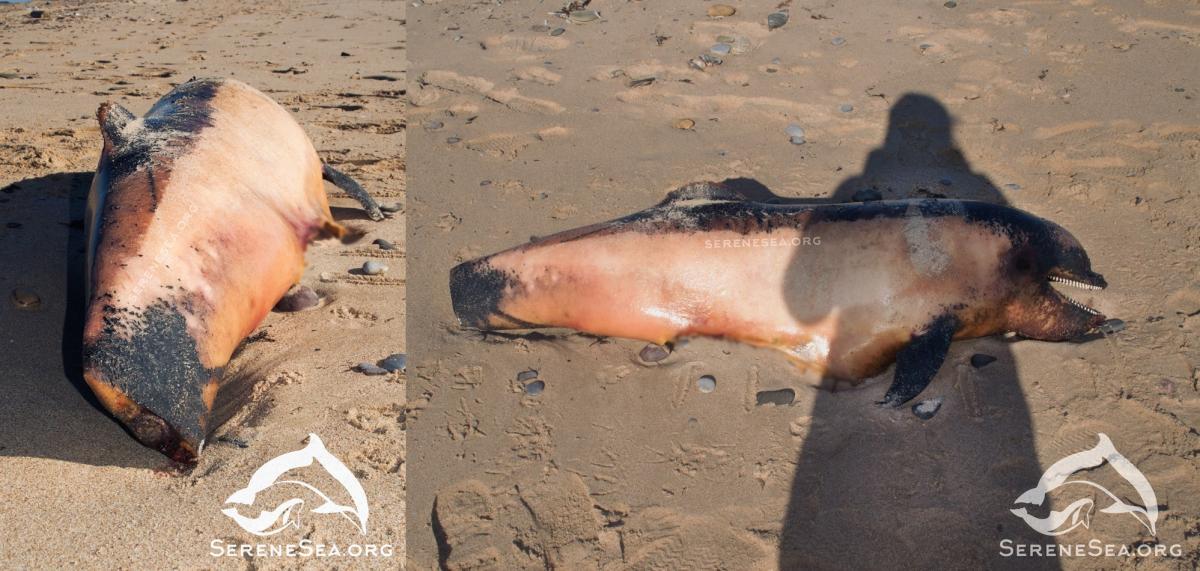 Facebook/SerenaSea Facebook/SerenaSea