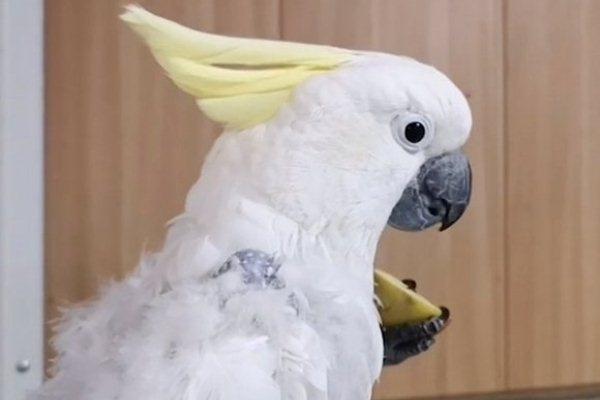 У орнитарий потрапив желтохохлый какаду / скріншот У орнитарий потрапив желтохохлый какаду / скріншот