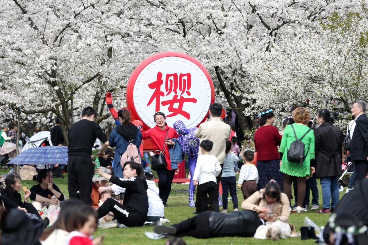 Цветение сакуры в китайском городе Ухань / Фото REUTERS