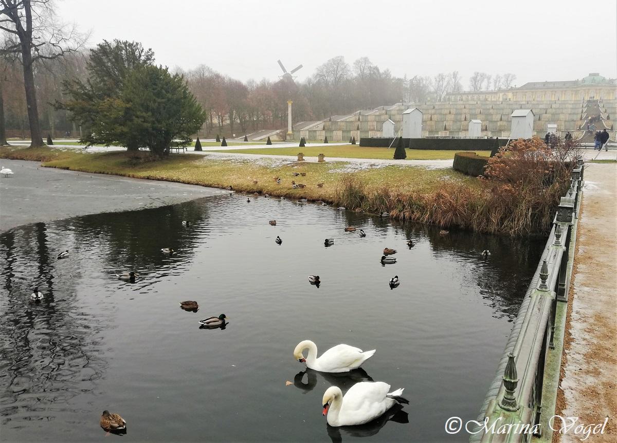 Лебеді і качки в Люстгартені / Фото Марина Григоренко