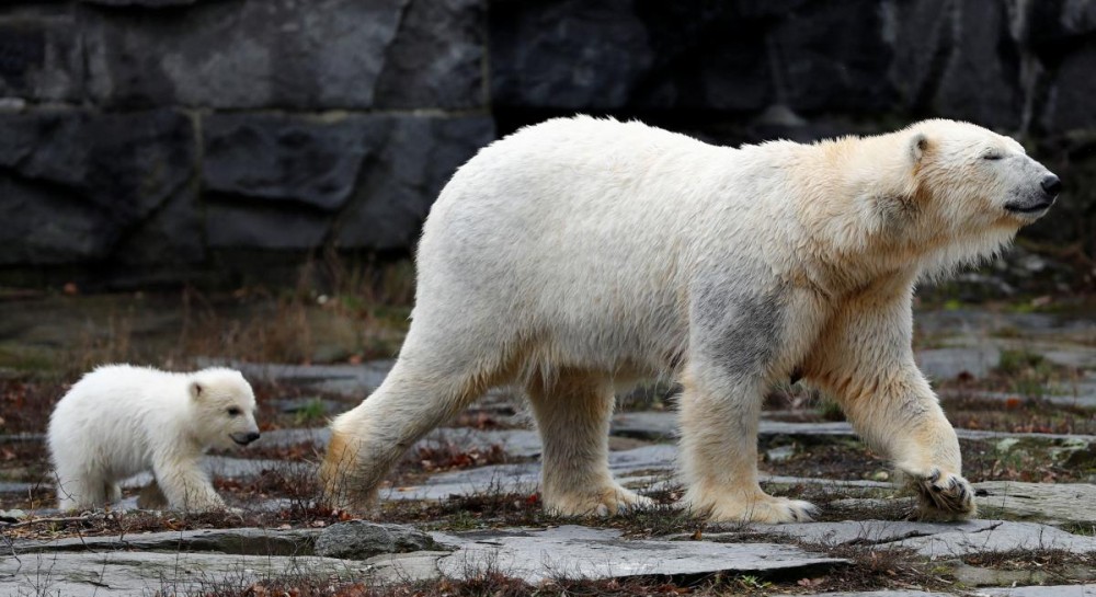 Полярный медвежонок в Берлинском зоопарке - УНИАН Фоторепортаж