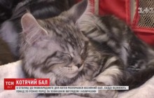 В Киеве начался весенний бал котов (видео)