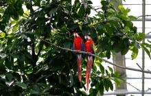 В Индии фермеры пожаловались властям на налеты попугаев-наркоманов