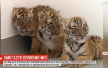 Смугасті та унікальні: у китайському зоопарку похизувалися одразу шістьма тигренятами рідкісного підвиду (відео)