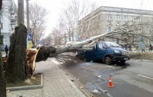 У центрі Миколаєва дерево впало на авто, перетворивши його на бляшанку (фото, відео)