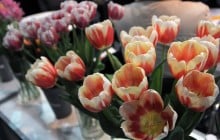 Вятрович рассказал о судьбе идеи отменить 8 Марта