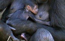 В США горилла усыновила чужого детеныша