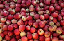 Apple yield may decline by third in Ukraine this year – expert