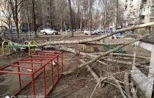 В Одесі дерево впало на дитячий майданчик: чоловік врятував двох дітей ціною переломів (фото)