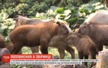 У китайському зоопарку публіці показали одразу сімох рідкісних такінів (відео)
