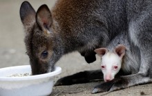 В чеському зоопарку показали унікальне дитинча-альбіноса кенгуру (фоторепортаж)