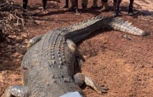 В Австралії посадили у в'язницю 600-кілограмового крокодила, який з'їв більше десятка собак