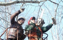 Як правильно обрізати дерева - санітарна обрізка плодових дерев (фото)