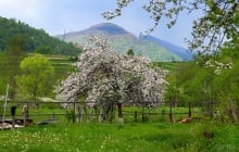 Досвідчені дачники завжди роблять це з яблунею саме в січні: врожаю буде в 3 рази більше