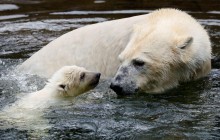 Зірка зоопарку Берліна ведмежа Герта виявилася плодом інцесту: винна Росія