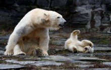 Восходящая звезда: в Берлинском зоопарке состоялся долгожданный дебют полярного медвежонка (фоторепортаж, видео)