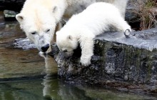 Белые медведи могут вымереть до 2100 года