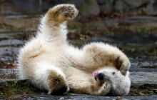 В зоопарке Берлина подрастают малыши белого медведя, тигров и жирафов (видео)