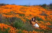 Возле Лос-Анджелеса поля стали оранжевыми из-за цветения мака (видео)