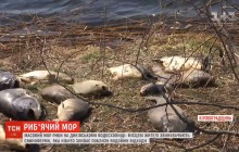 На Кировоградщине зафиксирован массовый мор рыбы, местные обвиняют свиноферму (видео)
