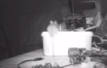 Пенсионер снял на видео мышь, которая каждую ночь "убирала" в его гараже