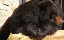 В зоопарке Харькова проснулись медведи (фото, видео)