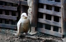 В зоопарке Гданьска впервые показали детеныша пингвина-альбиноса (фоторепортаж)