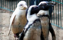 В зоопарке польского Гданьска состоялся дебют редкого пингвина-альбиноса (видео)