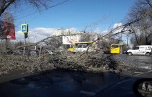 У Чернігові сильний вітер валить дерева та руйнує дахи будинків, є постраждалий (фото)