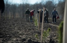 Держслужбовці Тернопільщини долучилися до посадки кедрового лісу (Фото)