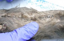 Британским заключенным наркотики и телефоны передавали в зашитых крысах (фото)