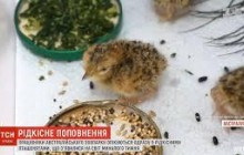 Віник з пір'я замість батька: як в австралійському зоопарку піклуються про рідкісних пташенят (відео)