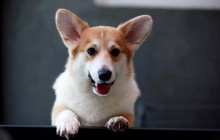 У Таїланді з'явилося коргі-кафе (фото, відео)