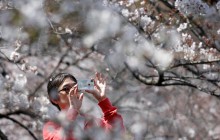 За сезон цвітіння сакури Японія отримала прибутків на мільярди доларів (відео)