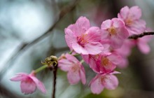 З приходом тепла у Вінниці зацвіли рожеві сакури (відео)
