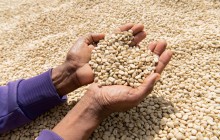 Світові ціни на каву зросли одразу на чверть