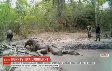 В Таиланде лесники помогли выбраться из пруда шестерым слоненкам (видео)