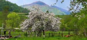 Опытные дачники всегда делают это с яблоней именно в январе: урожая будет в 3 раза больше