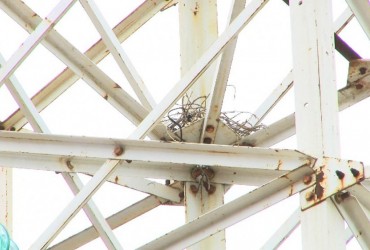 Укрепляла гнездо кабелем: ворона оставила без электричества часть Одессы