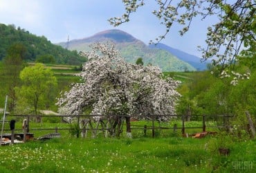 Опытные дачники всегда делают это с яблоней именно в январе: урожая будет в 3 раза больше