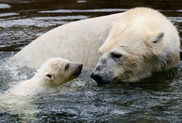 Вперше в світі від пташиного грипу загинув білий ведмідь